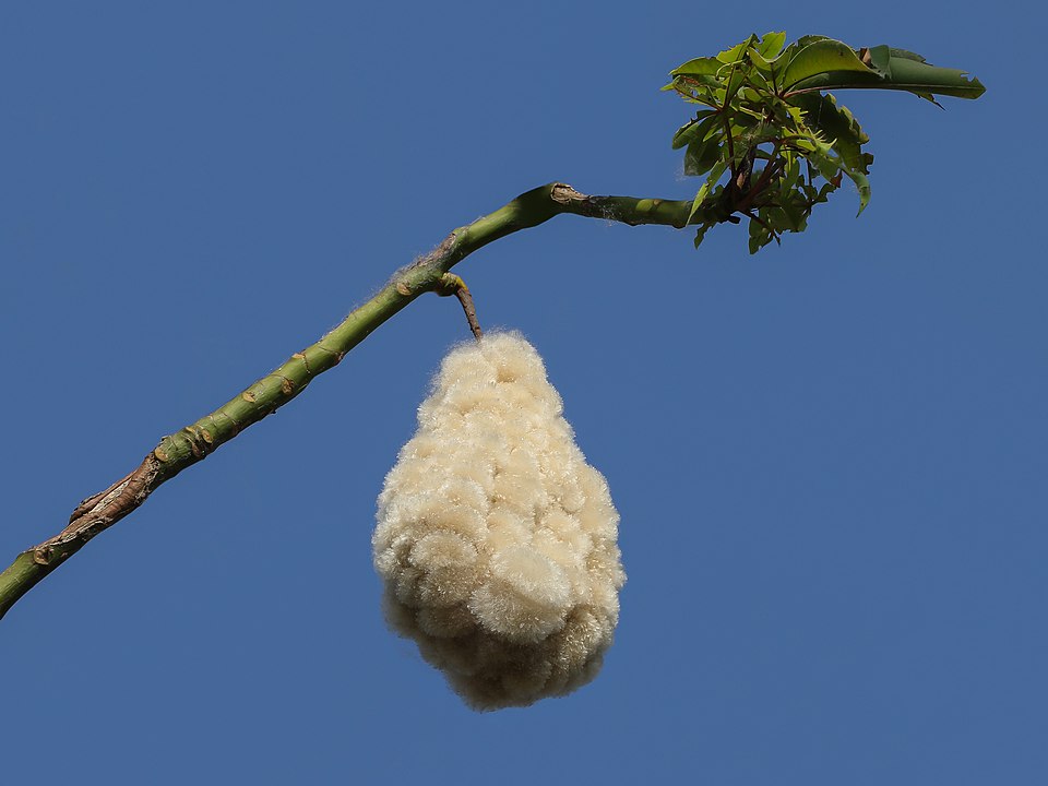 Beware The Mystical Silk Cotton Tree: Haunted Caribbean
