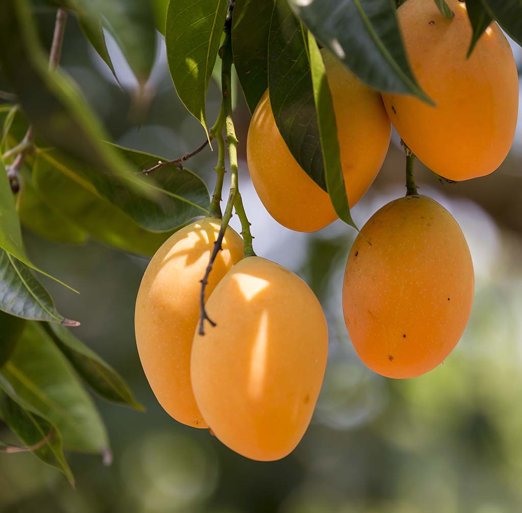 Mangoes – when they are yellow, you know they are ready.