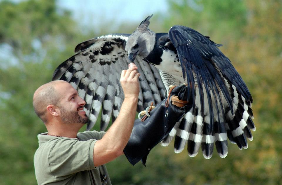 Guyana’s Giant Harpy Eagle The Largest Eagle In The World! Things