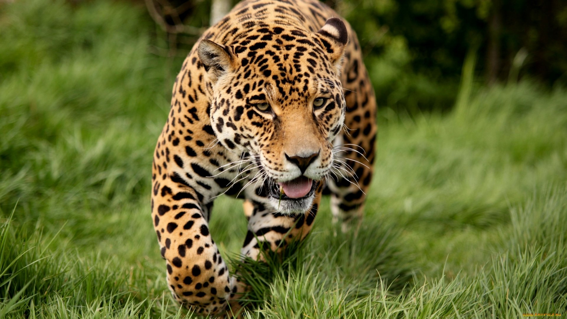 Jaguar in the wild