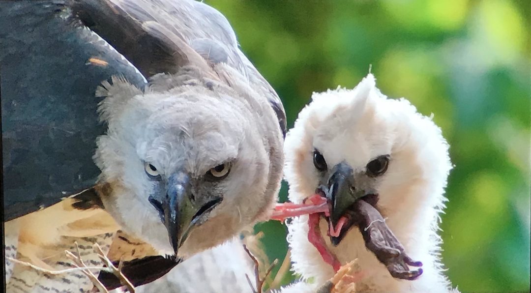 Harpy Eagle With Monkey