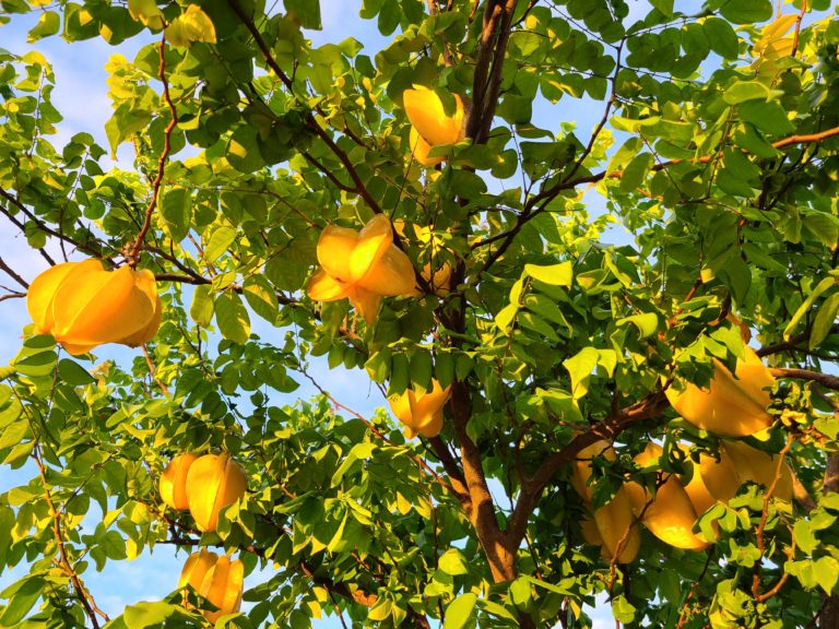 Five Fingers The Benefits And The Multiple Uses That You Did Not Know