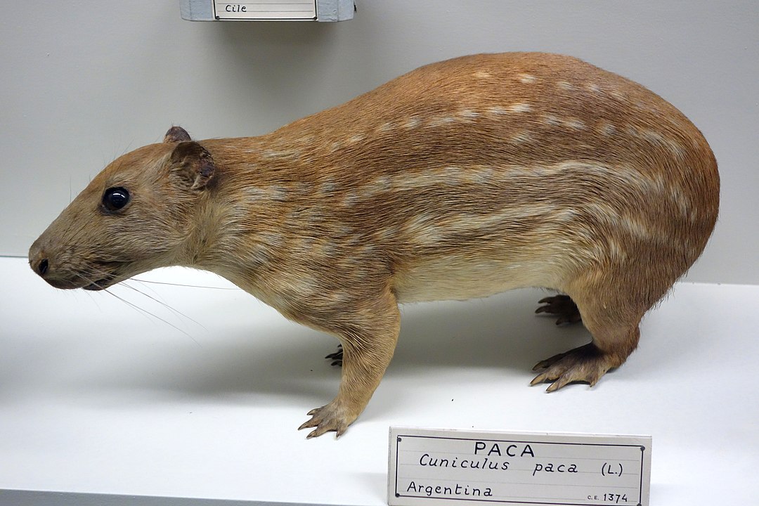 Labba – A Large And Unique Rodent Found In Guyana - Things Guyana