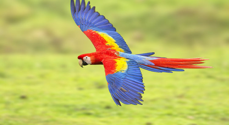 Scarlet the most intelligent birds in the world – Things Guyana