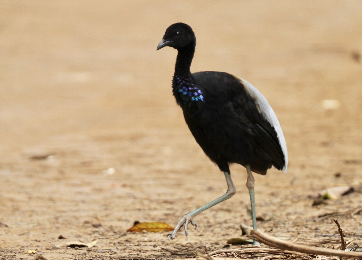 The Grey-Winged Trumpeter