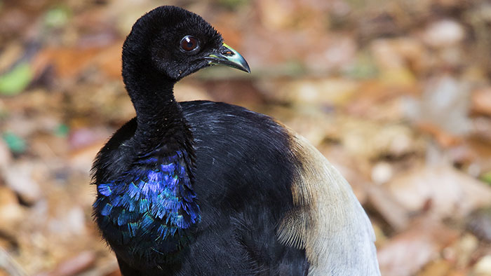 Grey-winged Trumpeter