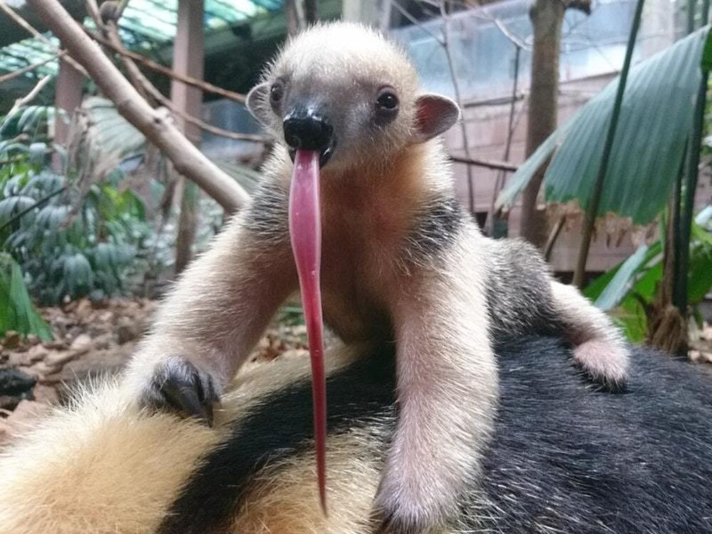 Baby Tamandua