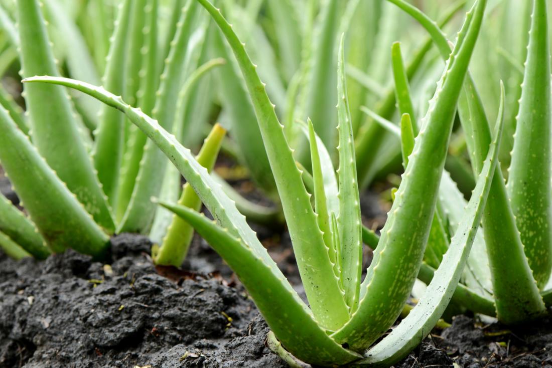 Aloe Vera Plants