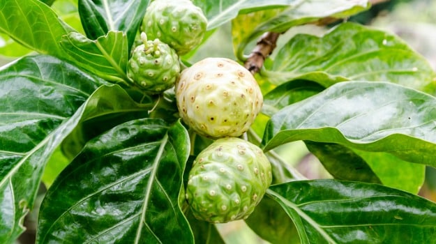 Noni Fruit