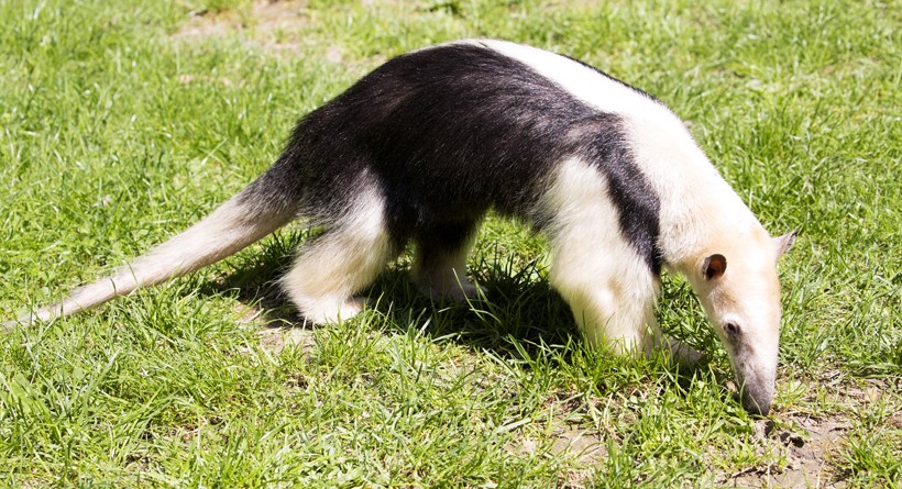 Tamandua, Additional Creatures Wiki