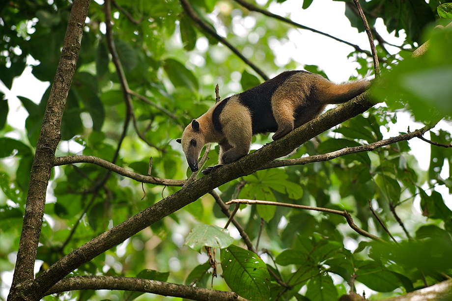 Northern Tamandua