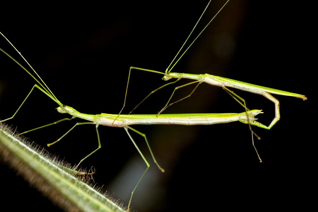 Stick Insect Mating