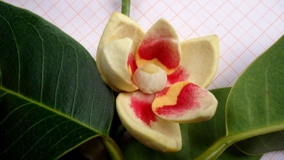 Flower of Monkey Apple