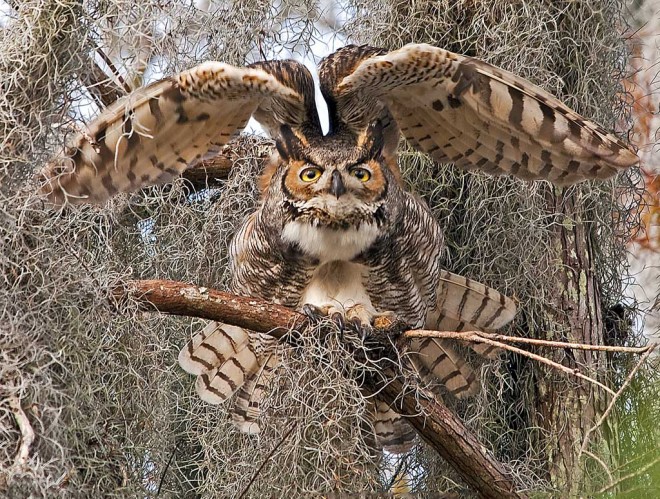 Great Horned Owl