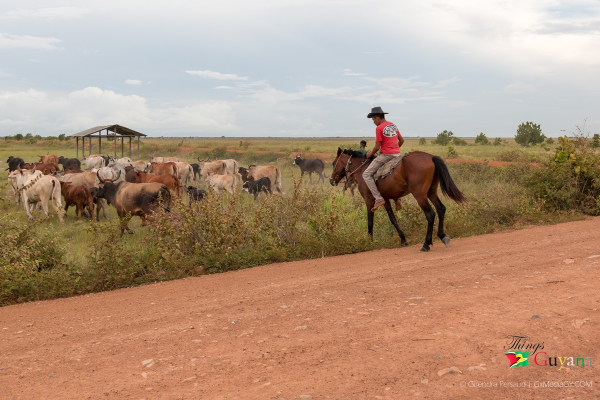 Cattle in the Rupununi