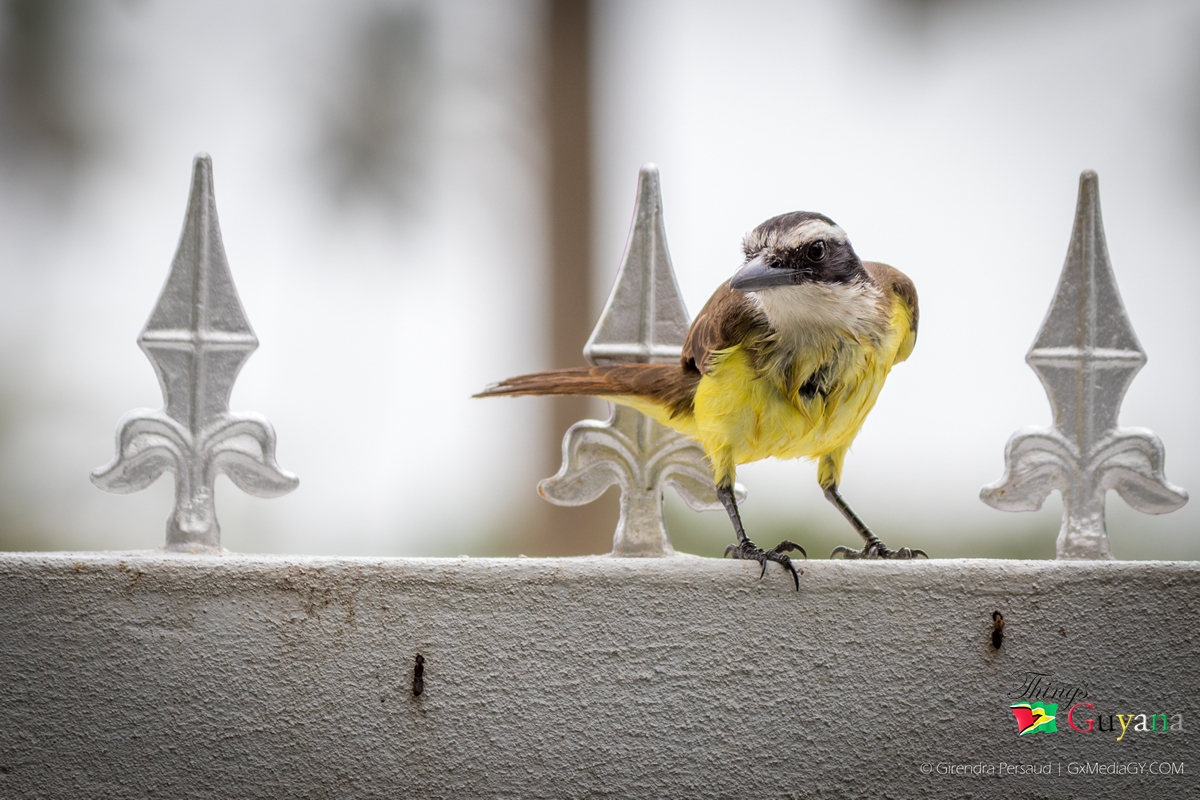 The Kiskadee