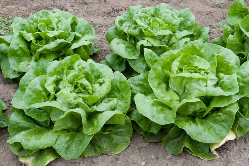 Butterhead Lettuce