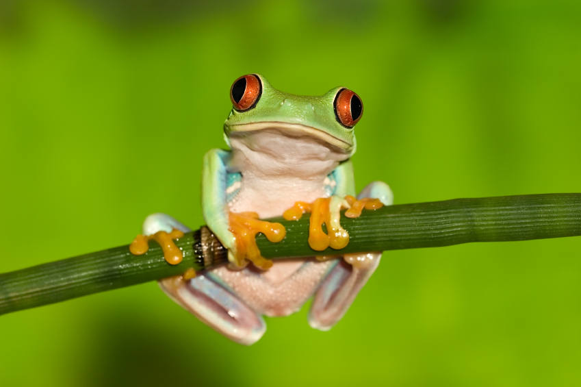 Red eyed tree frog