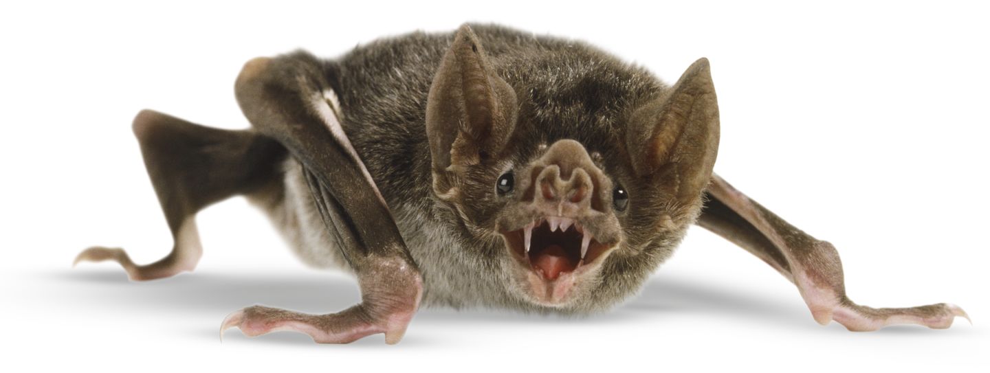 The Vampire Bat