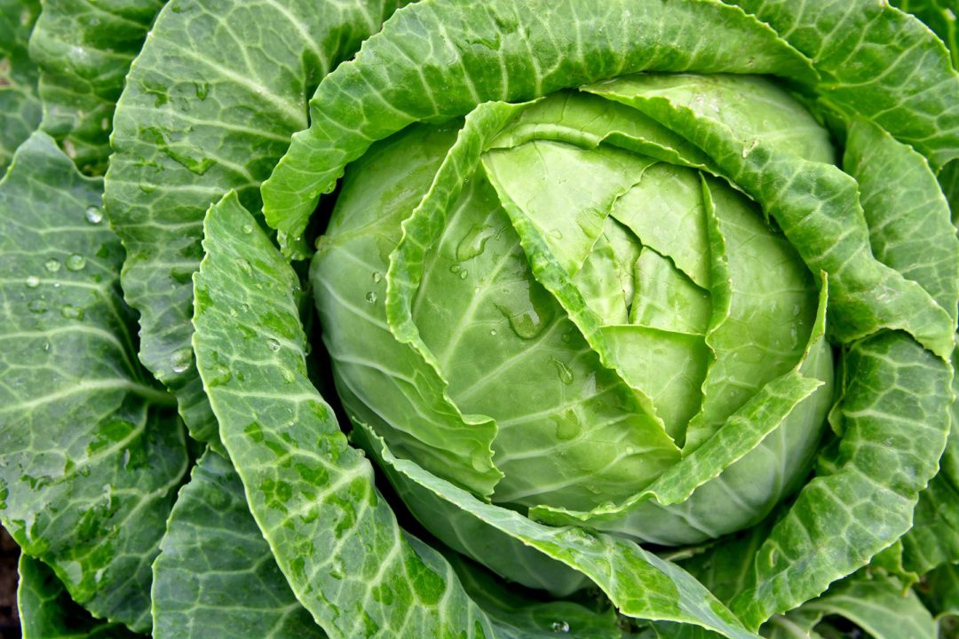 CABBAGE How to Cook It & Why You MUST eat it! Things Guyana