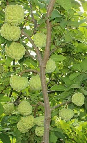 Sugar Apples on the Tree