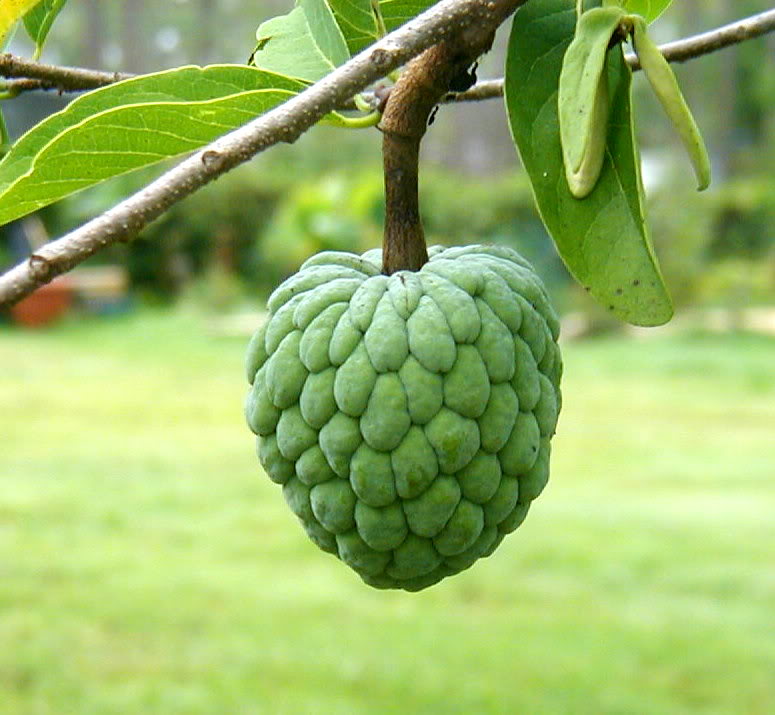 Green Sugar Apple