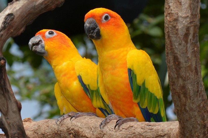 Sun Parakeet | Image Source: petcentral.chewy.com