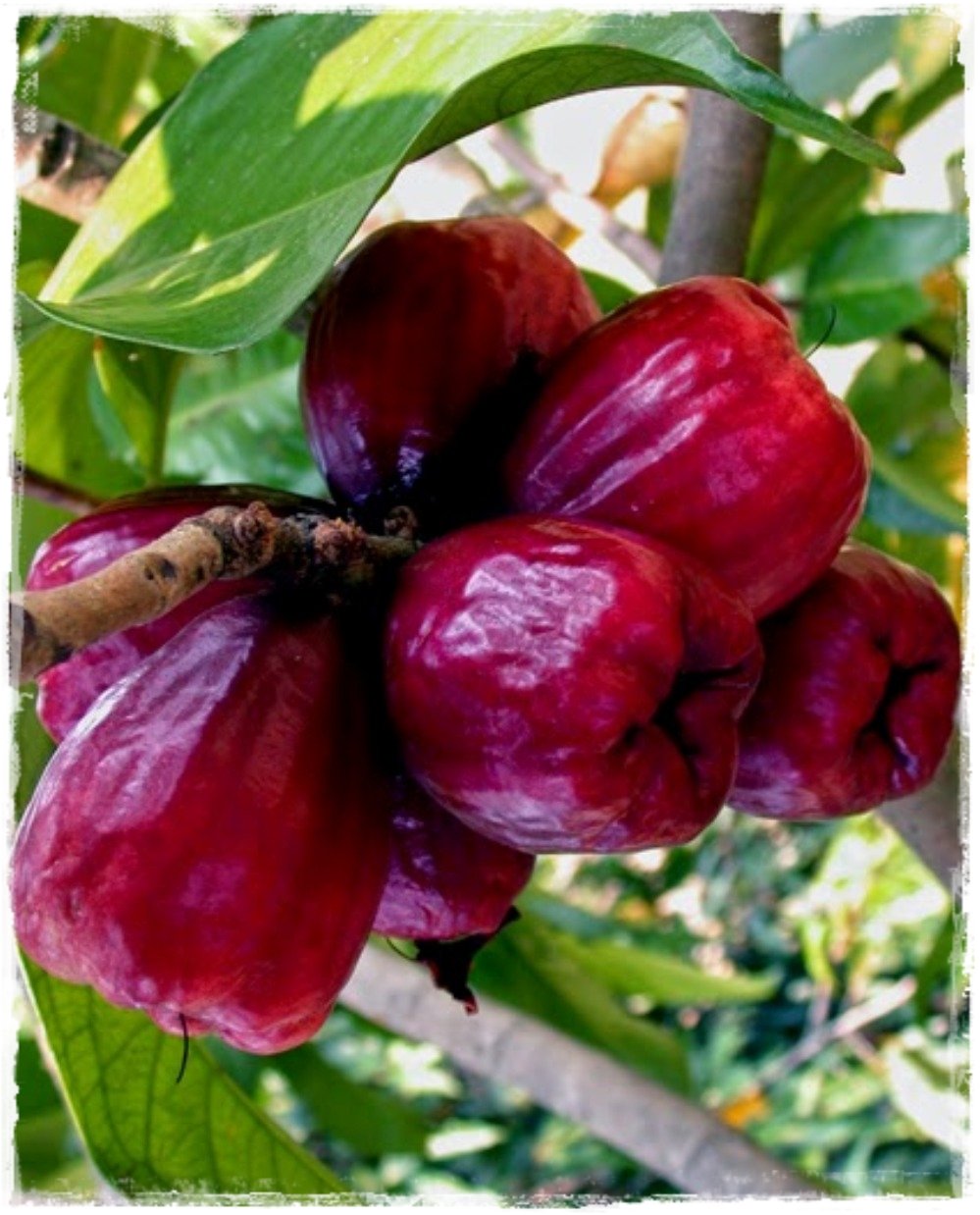 Cashew Fruit