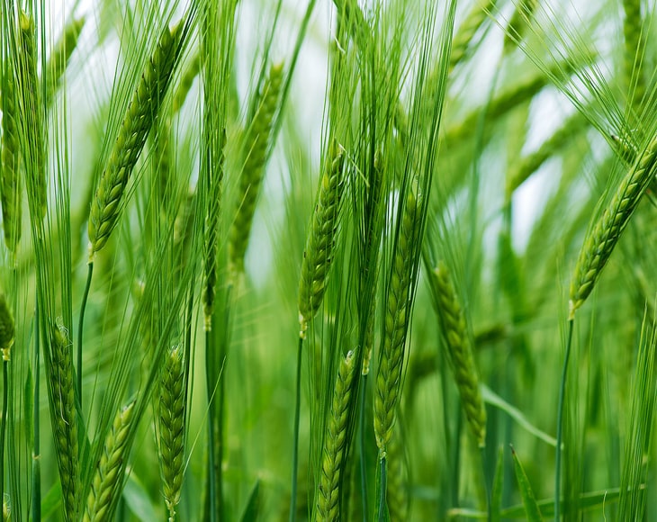 Pearl Barley