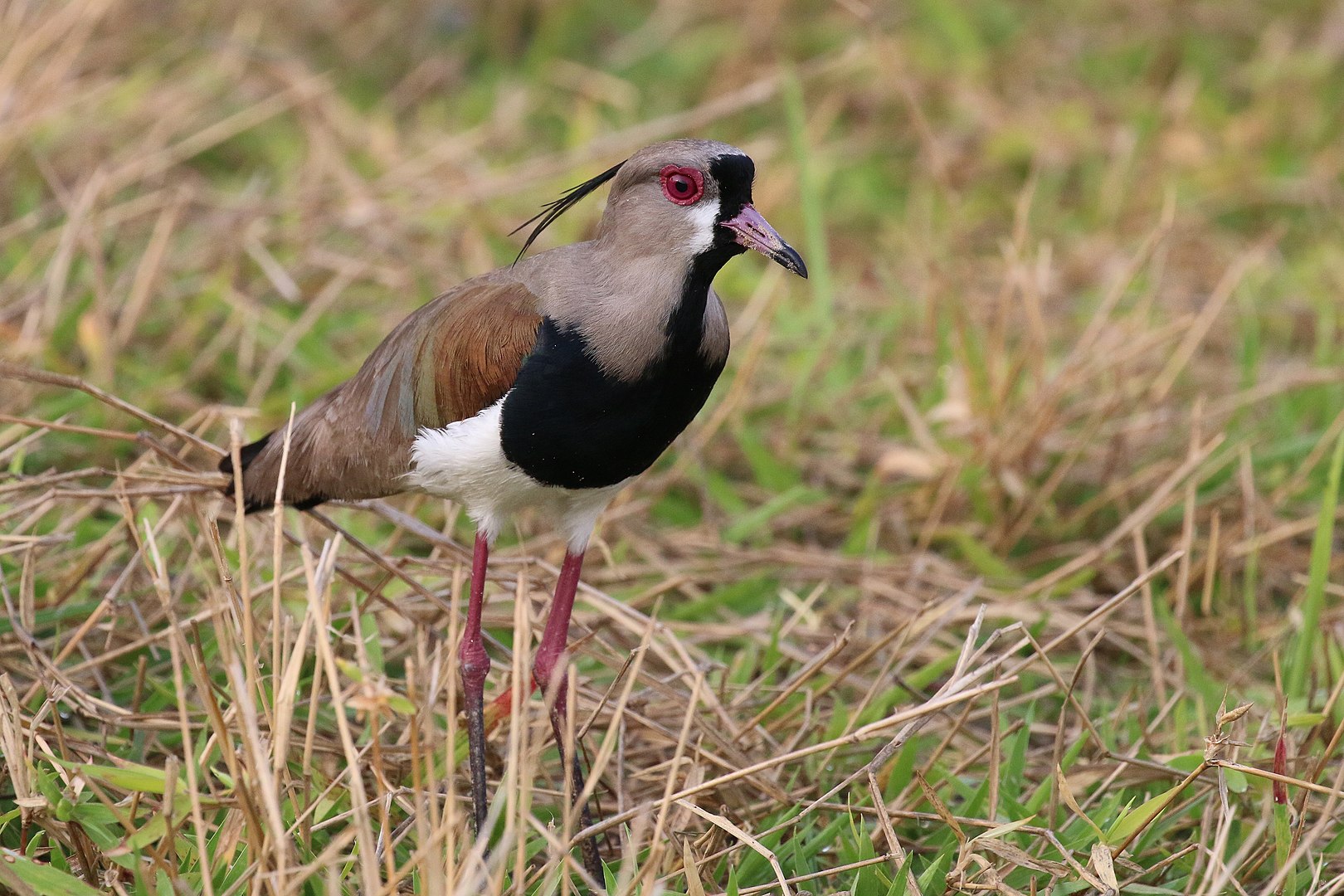 The southern lapwing