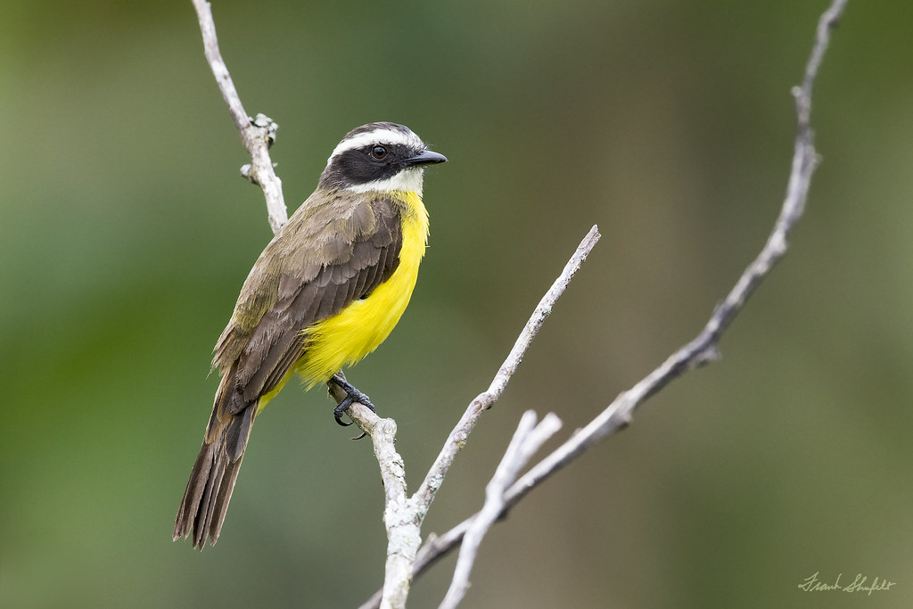 Rusty-margined flycatcher