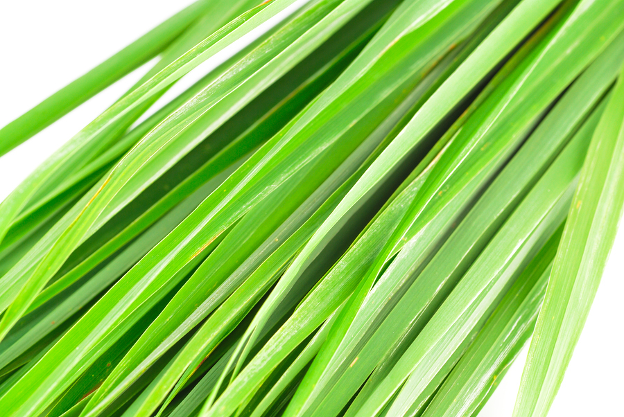 Lemon Grass