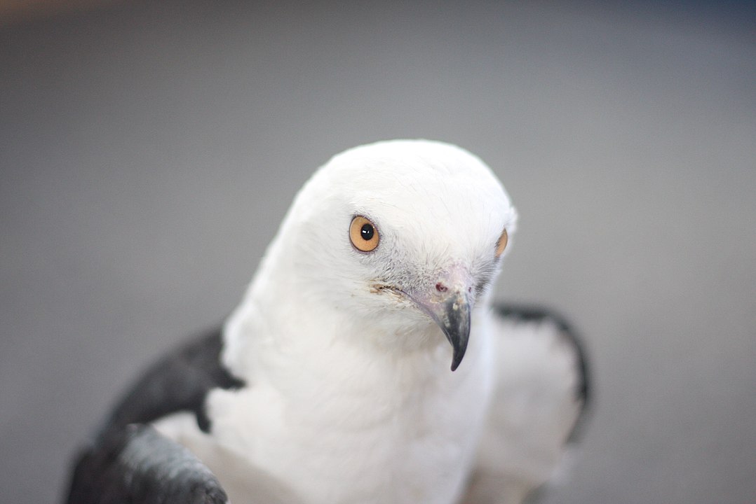  Swallow-tailed kite