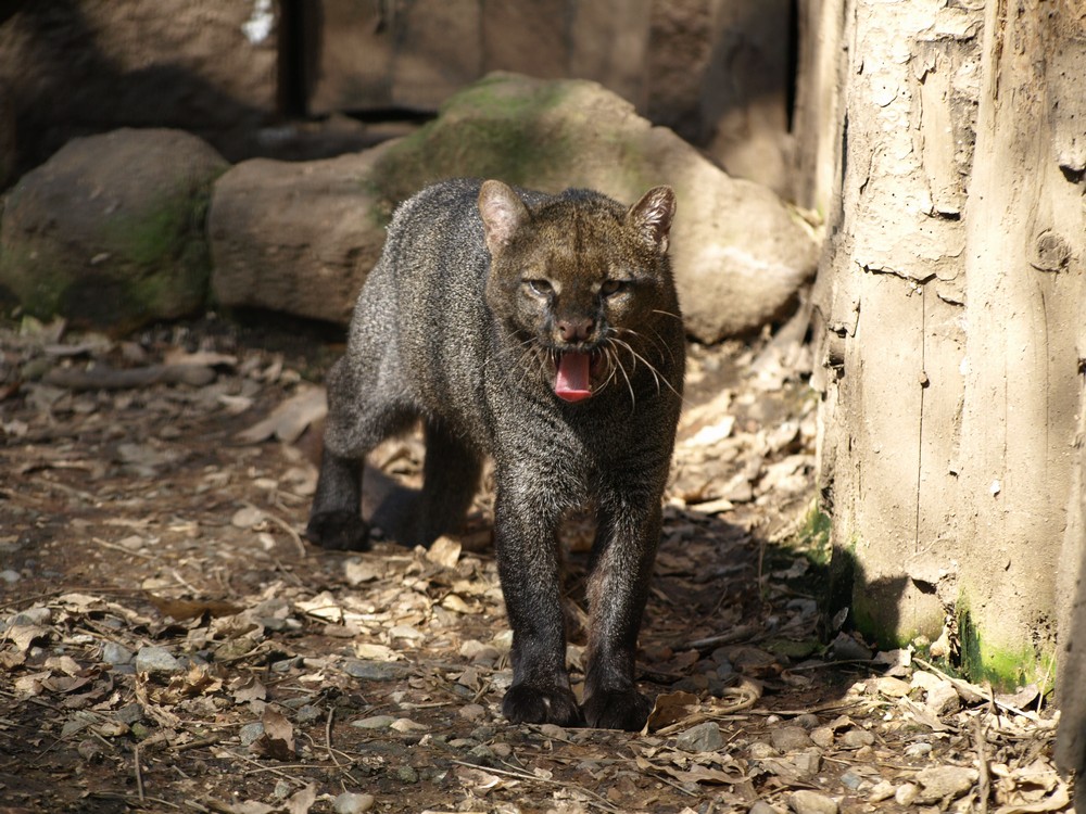 Jaguarundi – The Cat That Has A Weasel-Like Appearance! - Things Guyana