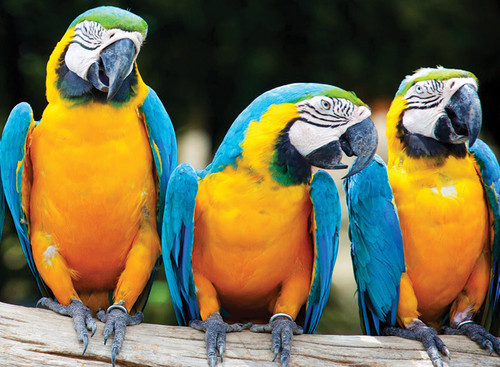 blue and yellow macaws