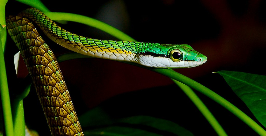 Parrot Snake (Leptophis ahaetulla)