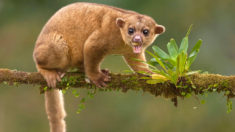 Kinkajou on a branch