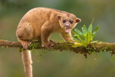 Kinkajou on a branch