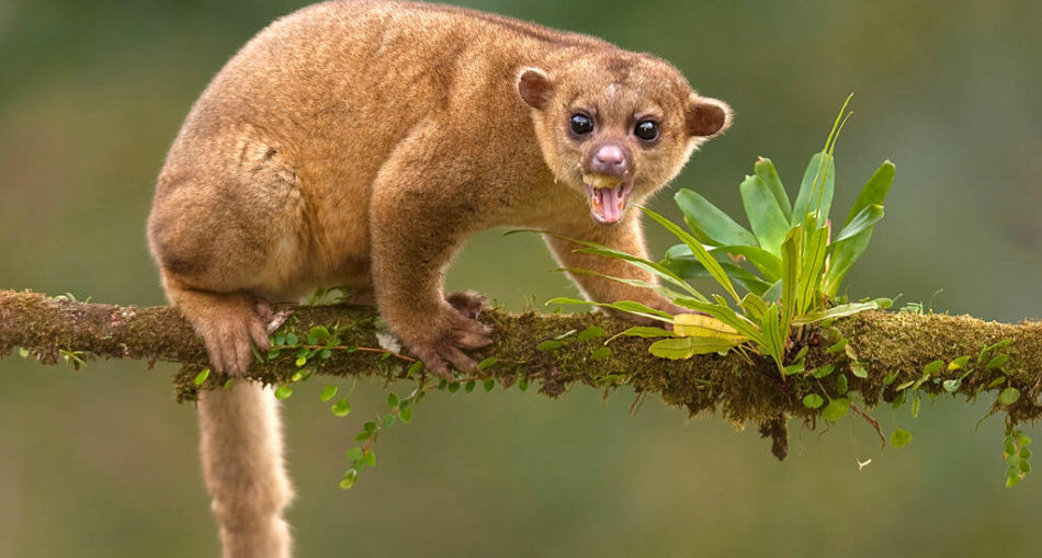 Kinkajou on a branch