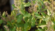 Ocimum tenuiflorum