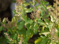 Ocimum tenuiflorum