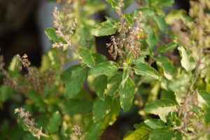 Ocimum tenuiflorum