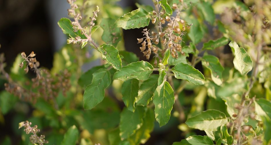 Ocimum tenuiflorum