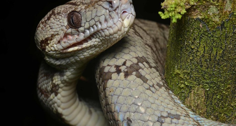 Corallus hortulanus