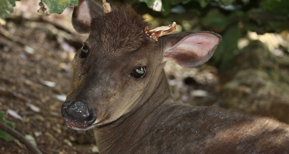 Male Red Brocket Deer