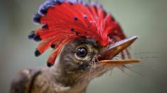 Picture of the Amazonian Royal Flycatcher (Onychorhynchus coronatus)