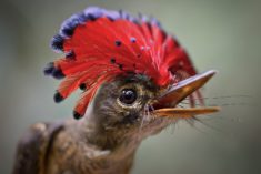 Picture of the Amazonian Royal Flycatcher (Onychorhynchus coronatus)