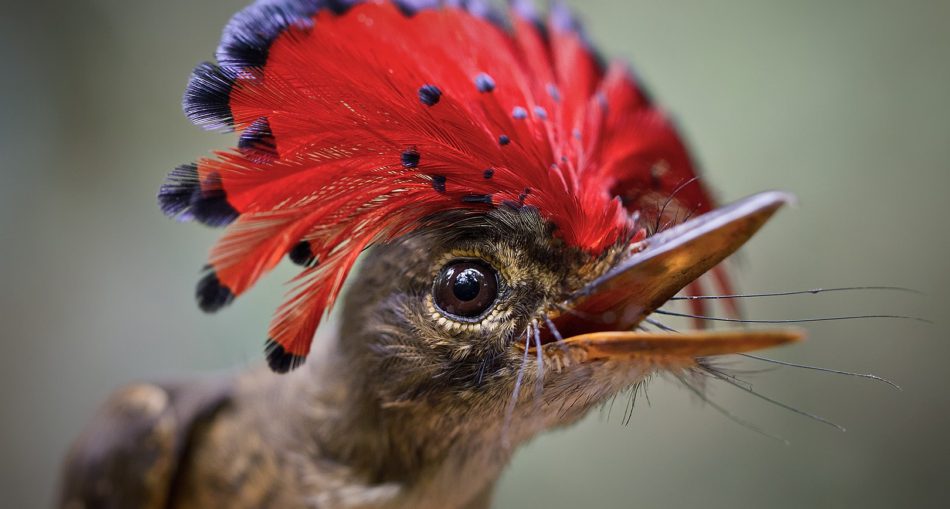 Picture of the Amazonian Royal Flycatcher (Onychorhynchus coronatus)