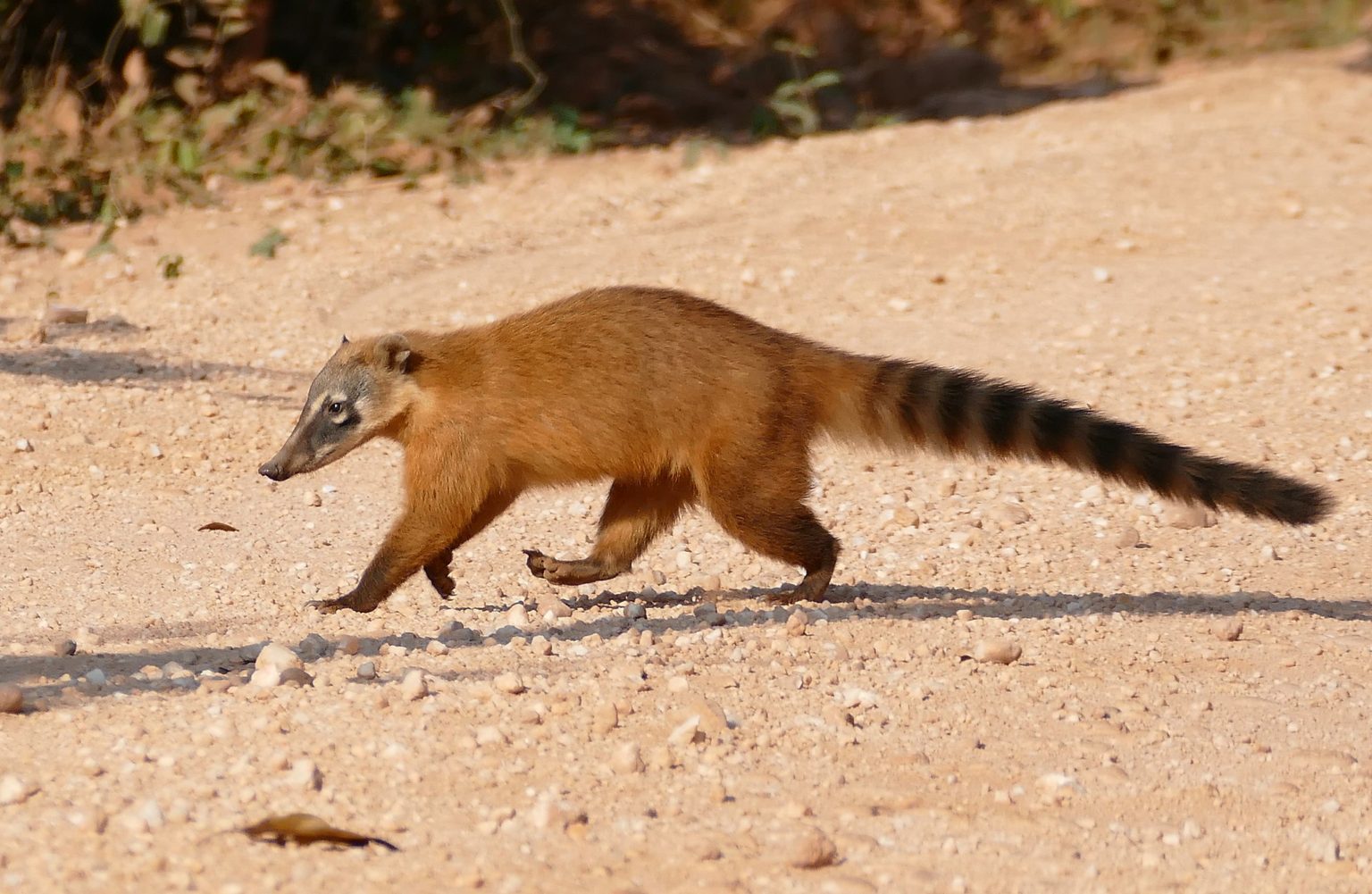 Discover The South American Coati (AKA The Ring Tailed Coati) In Guyana