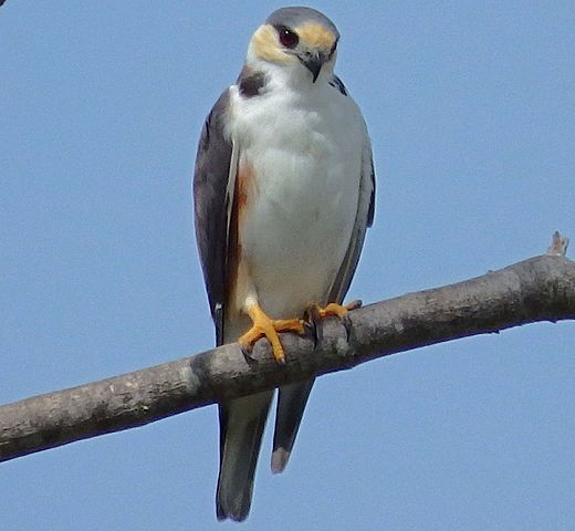 Pearl Kite